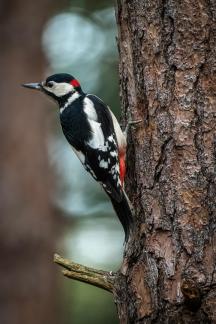 Woodpecker 2