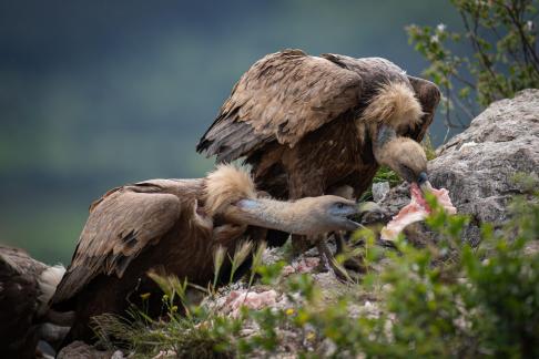 Vultures meal 16