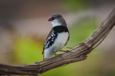 Little bird posing 1