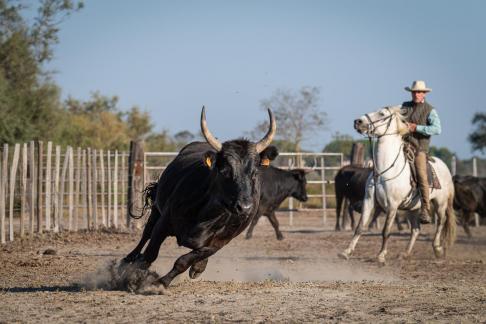 Sorting bulls 2