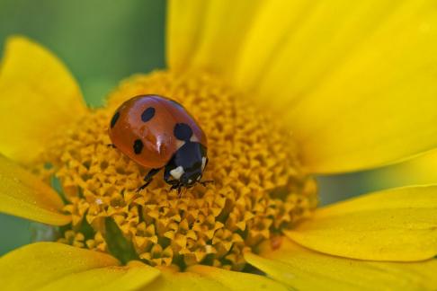 LADYBUG ON A YELLOW FLOWER 24