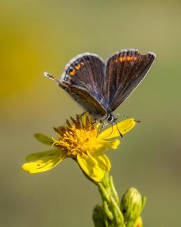 BUTTERFLY ON FLOWER SEPT 24