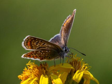 BUTTERFLY MEAL