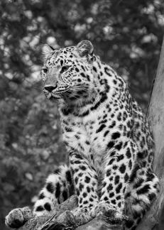 Amur Leopard