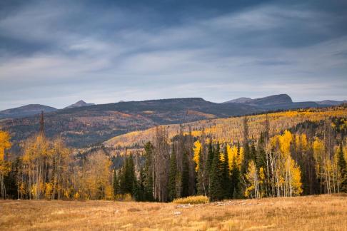 Unita Forest in the Fall 9967