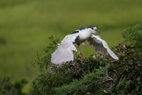 BCNH Going for Nest 9212