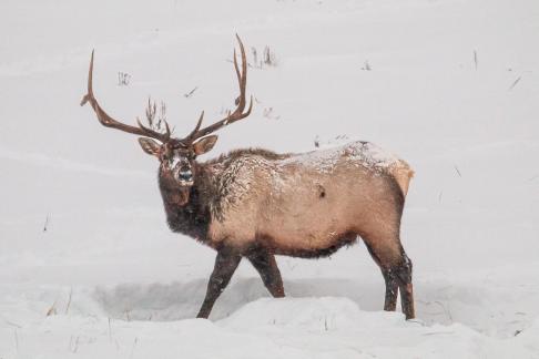 Bull Elk in Snow 5687