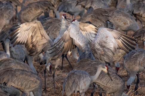 Sandhill cranes fighting