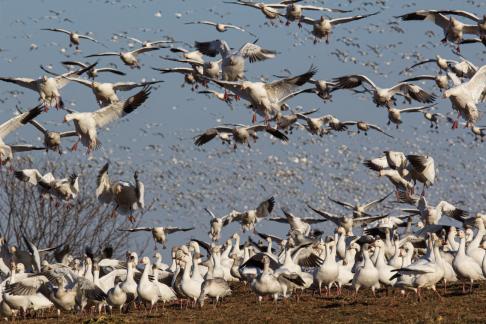 Snow geese are coming