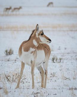 Young pronghorn