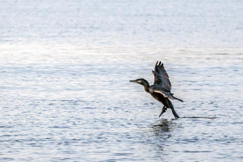 Cormorant walking on water