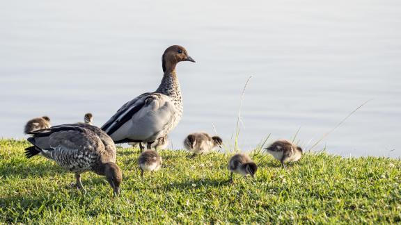 The duck family