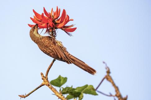 Wattle bird red flower