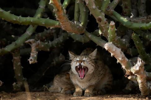 DESERT CAT SNARL