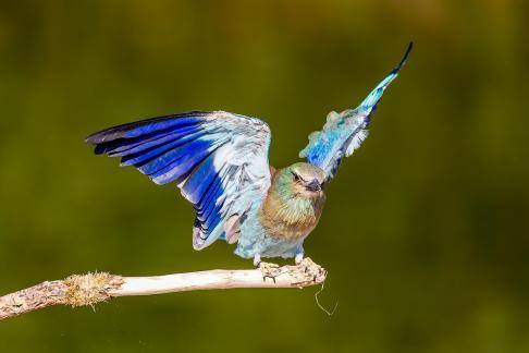 European Roller on branch