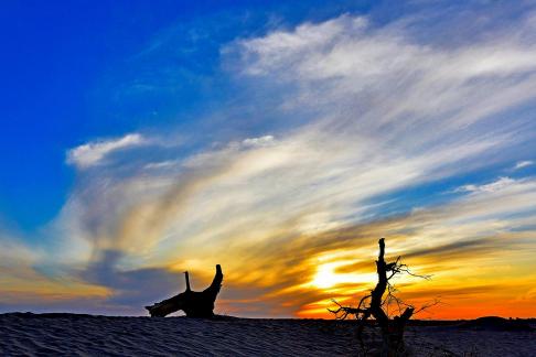 tree with amazing sunset