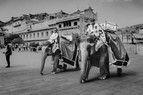 Elephant Ride In Jodhpur 103