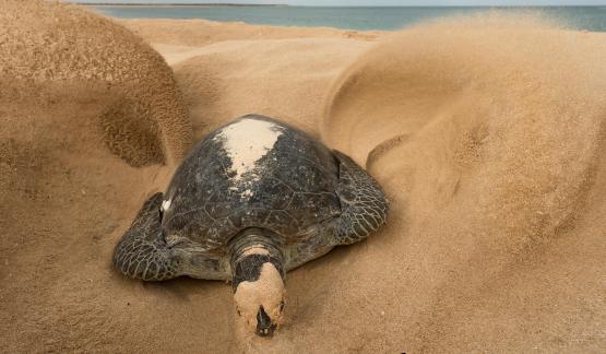 TURTLE COVERING EGGS 123