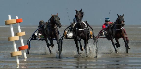 TROT RACE 35