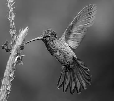 Rufous Tail Feeding 2