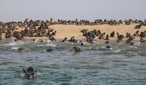 Cape seals_14