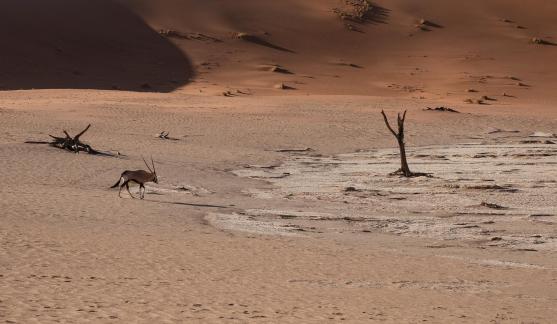 Oryx in desert_8