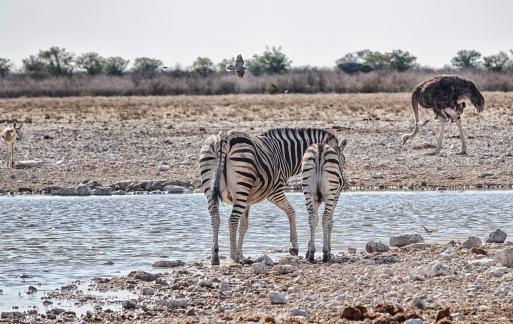 Zebras and friends