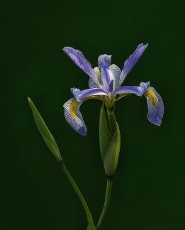 Bearded Iris