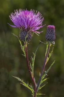 Canadian Thistle  2