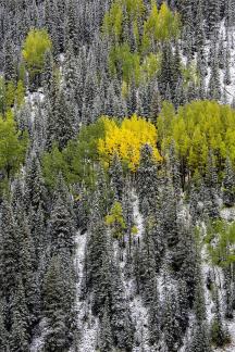 Early Snowfall