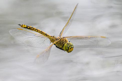 Emperor Dragonfly