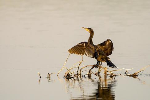 Drying Wings