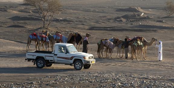 Desert Caravans