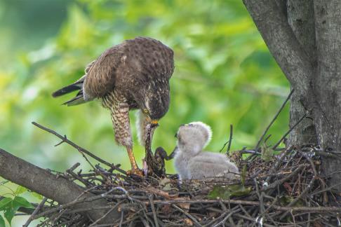 The eagle feeds its young B