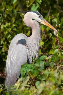 Ardea heroidas