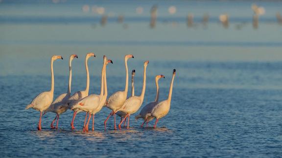 Flamencs en display