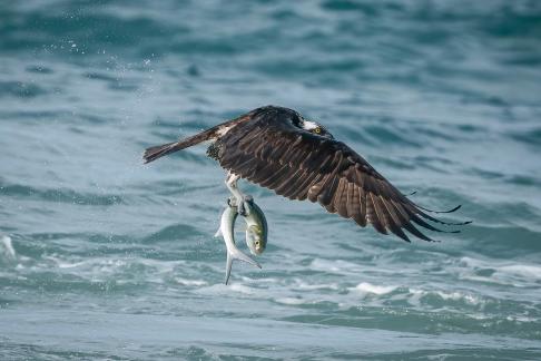 Osprey Bringing Home Fish 11