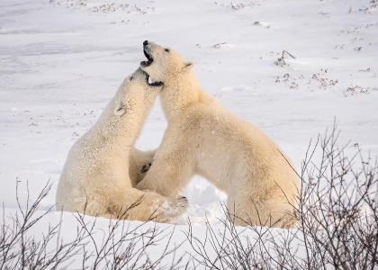 Polar Bears Playing 14