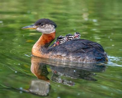 Red-necked grebe Babies 24