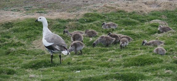 Antarctic Goose with chicks