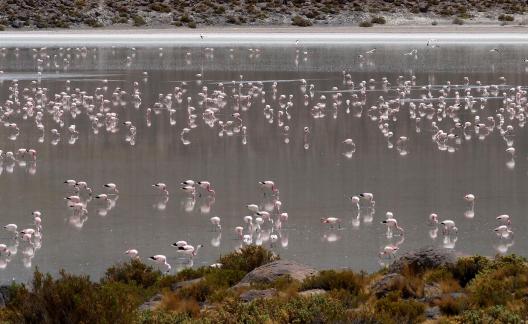 Flamingoes on the lake