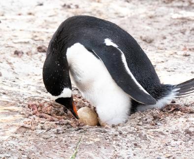 Gentoo and egg