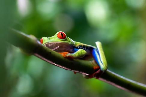 Tree frog3