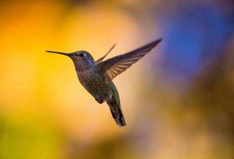 Hummingbird62