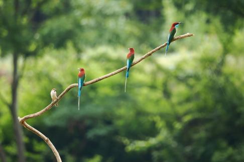 Colorful birds