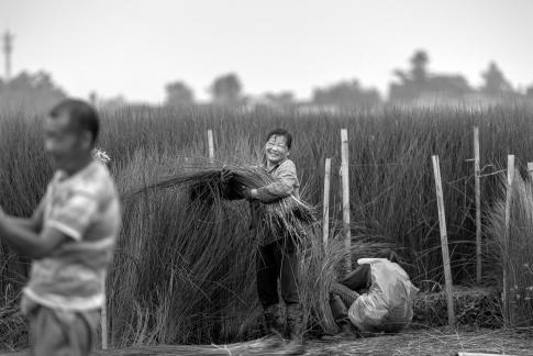 Cutting rush grass11