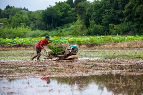 Transplant rice seedlings3