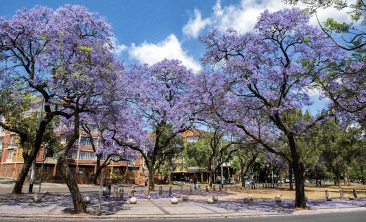 Jacaranda