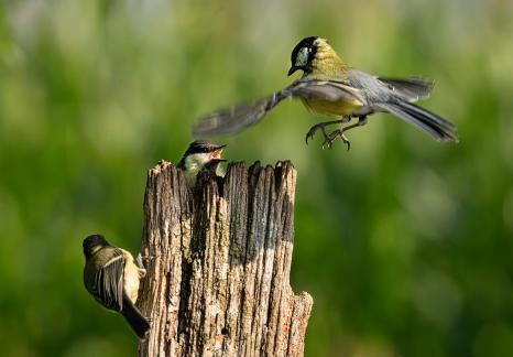 Famille mesange