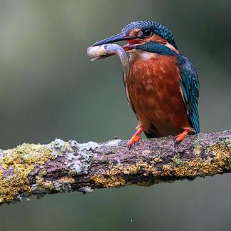 Kingfisher and fish